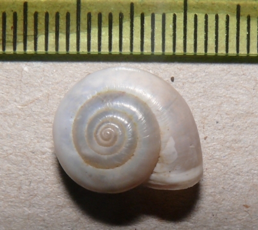 monacha